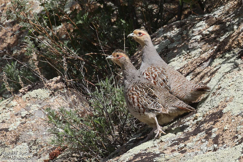 Daurian Partridgeadult breeding