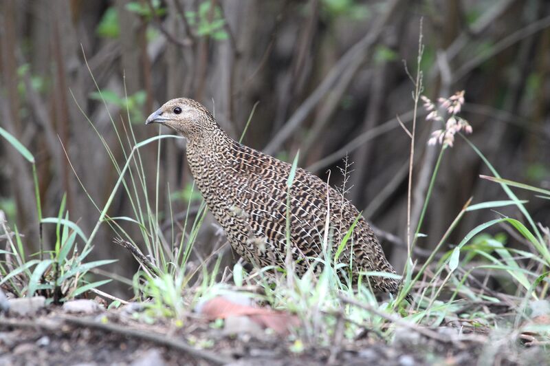 Perdrix de Madagascar femelle adulte