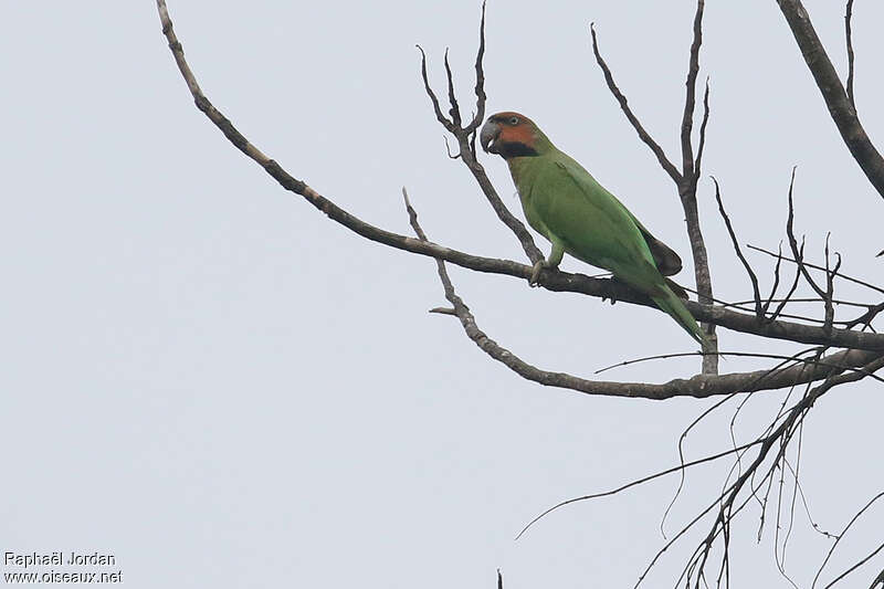 Long-tailed Parakeetadult