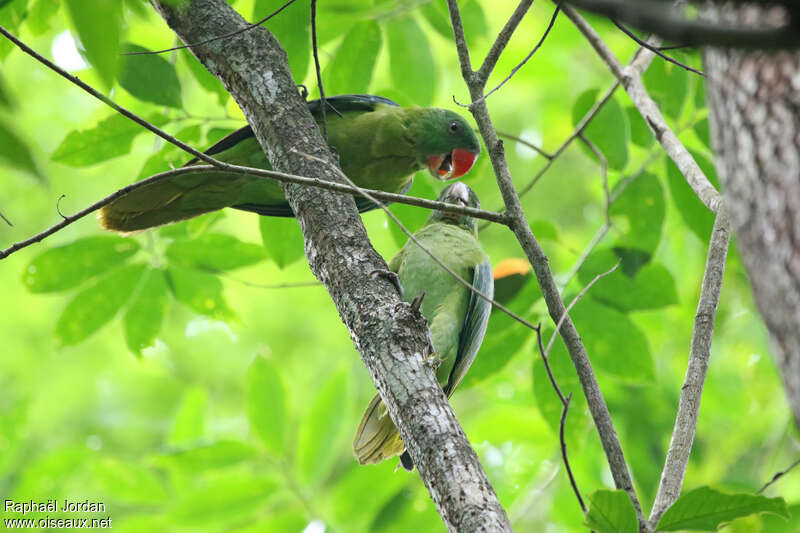 Azure-rumped Parrotadult