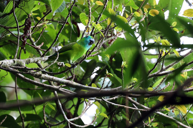 Guaiabero male adult