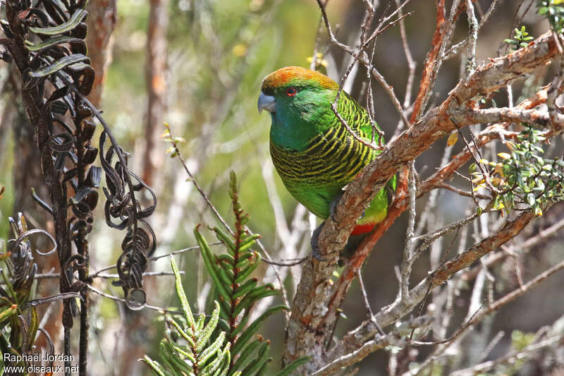 Perruche peinte femelle adulte, habitat