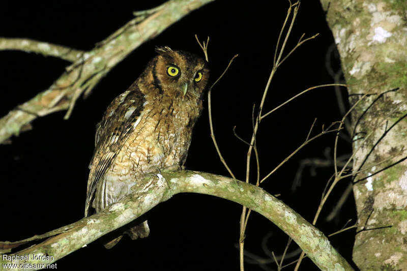 Long-tufted Screech Owladult