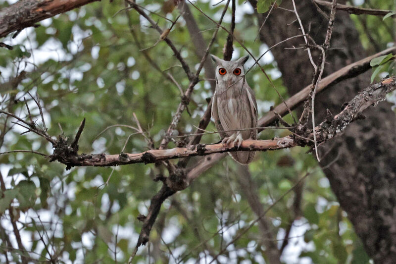 Petit-duc à face blancheadulte