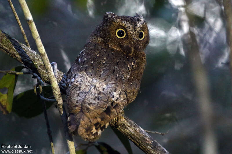 Petit-duc d'Irène, identification