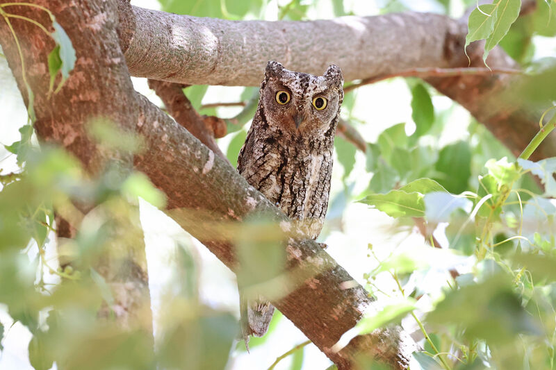 Cyprus Scops Owladult