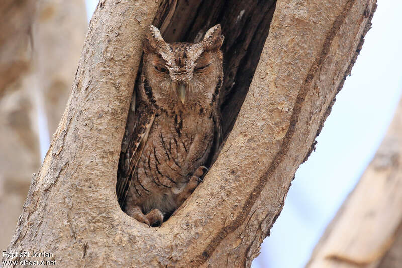 Pacific Screech Owladult, pigmentation, Behaviour