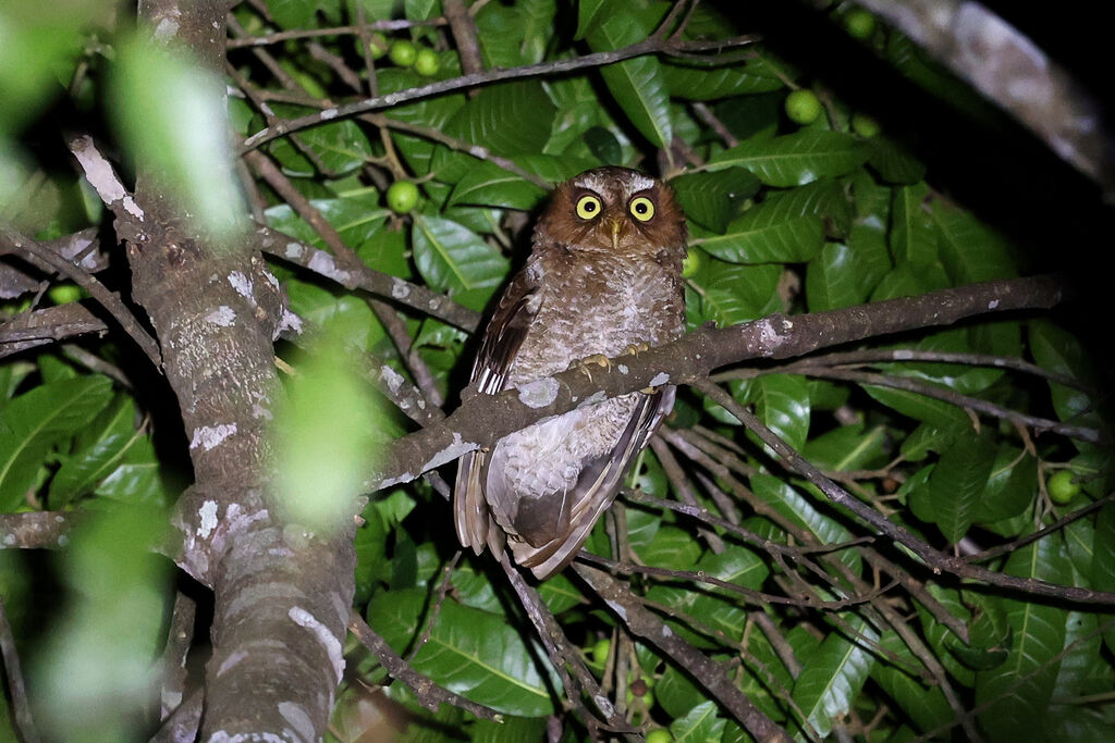 Flores Scops Owladult