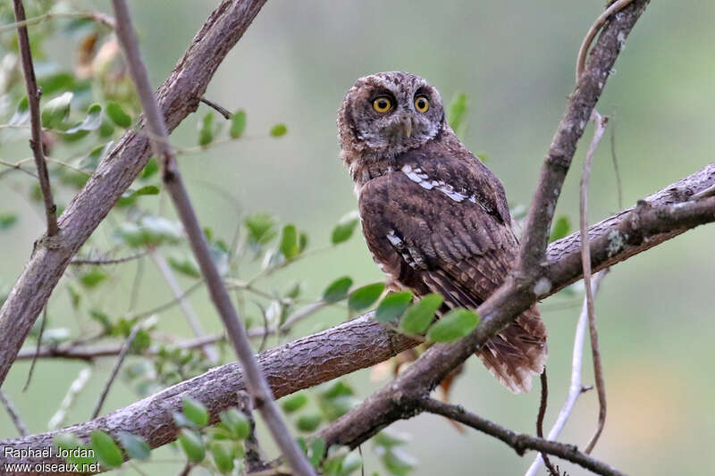 Koepcke's Screech Owladult, identification