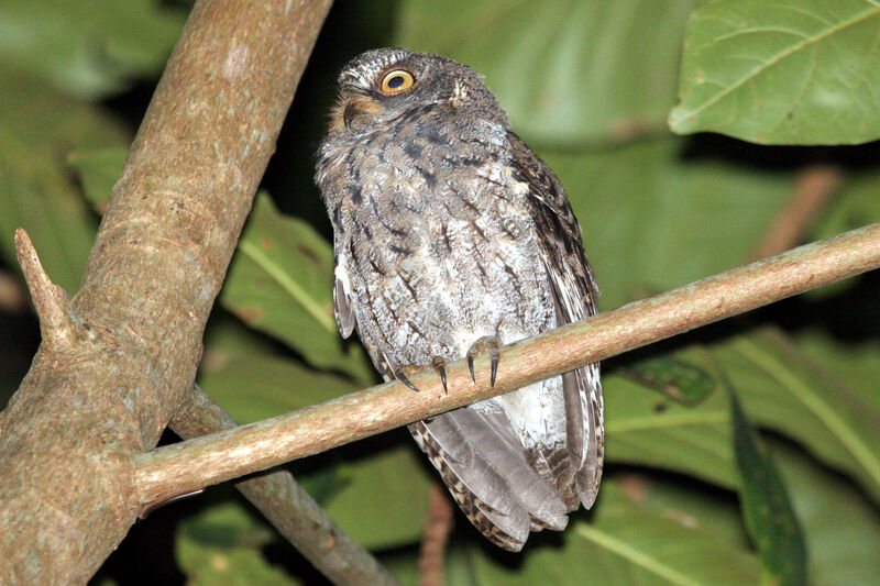 Sulawesi Scops Owladult