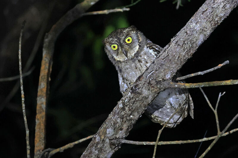 Mantanani Scops Owl