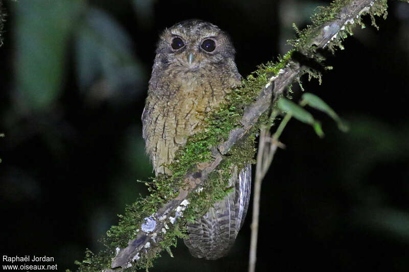 Cinnamon Screech Owladult, close-up portrait