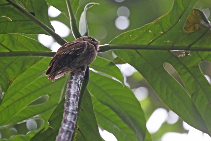 Sao Tome Scops Owl