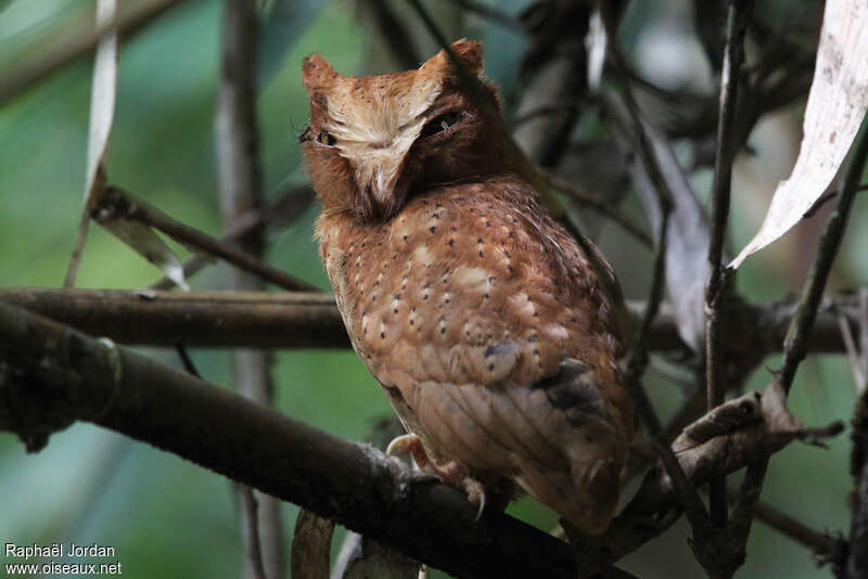 Serendib Scops Owladult, identification