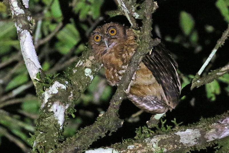 Tawny-bellied Screech Owladult