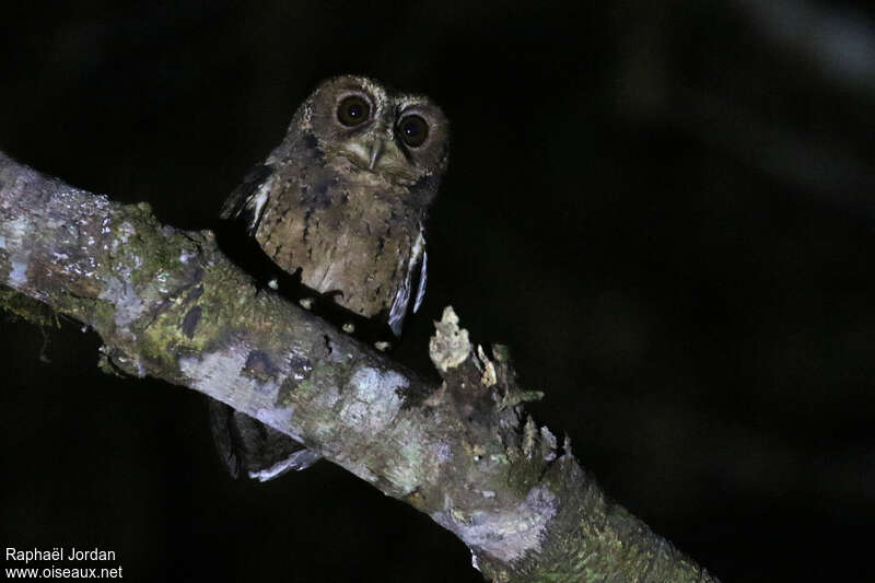 Mentawai Scops Owladult