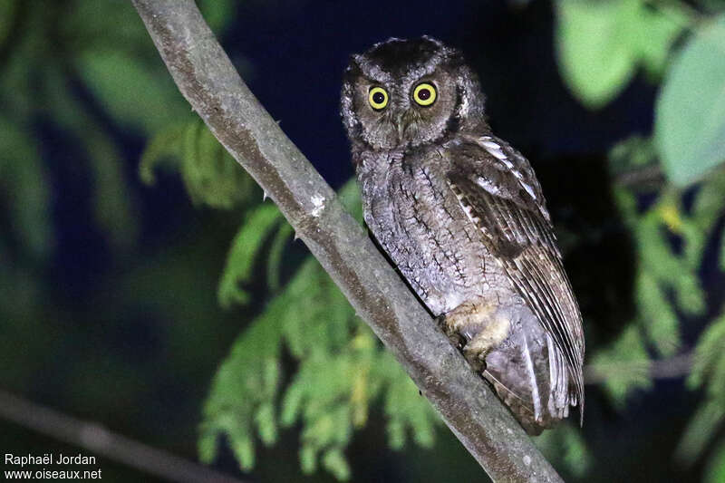 West Peruvian Screech Owladult, identification