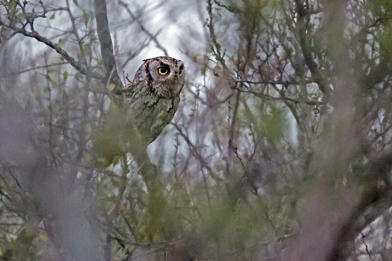 Eastern Screech Owladult