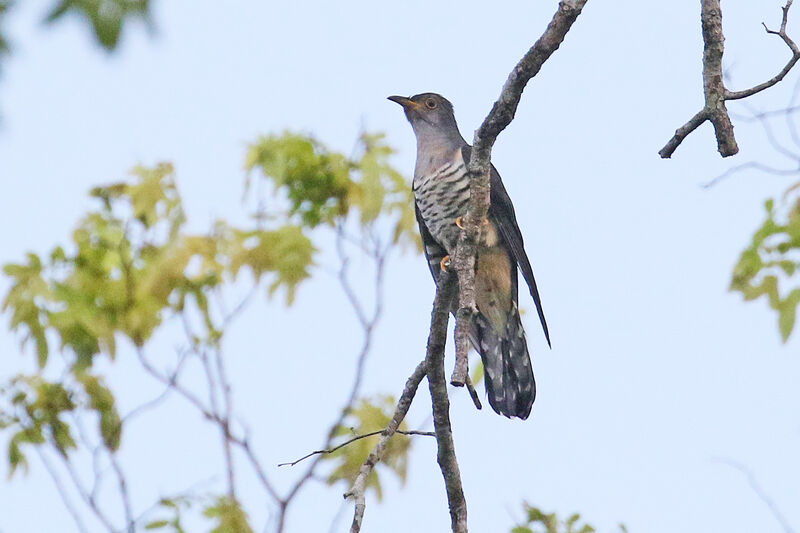 Lesser Cuckooadult