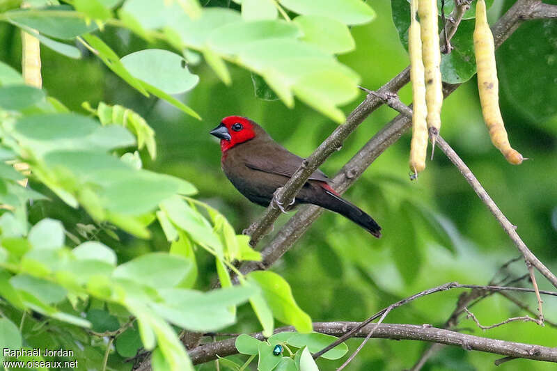 Lesser Seedcracker male adult breeding, identification