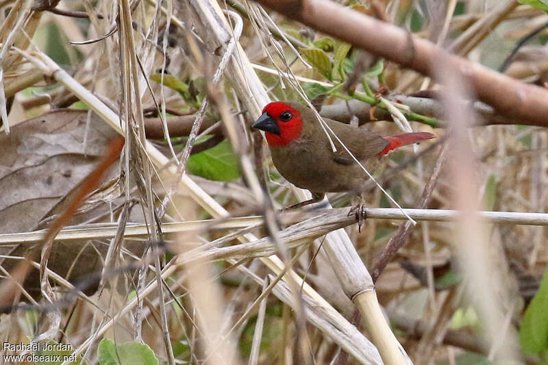 Petit Pyréneste femelle adulte, identification