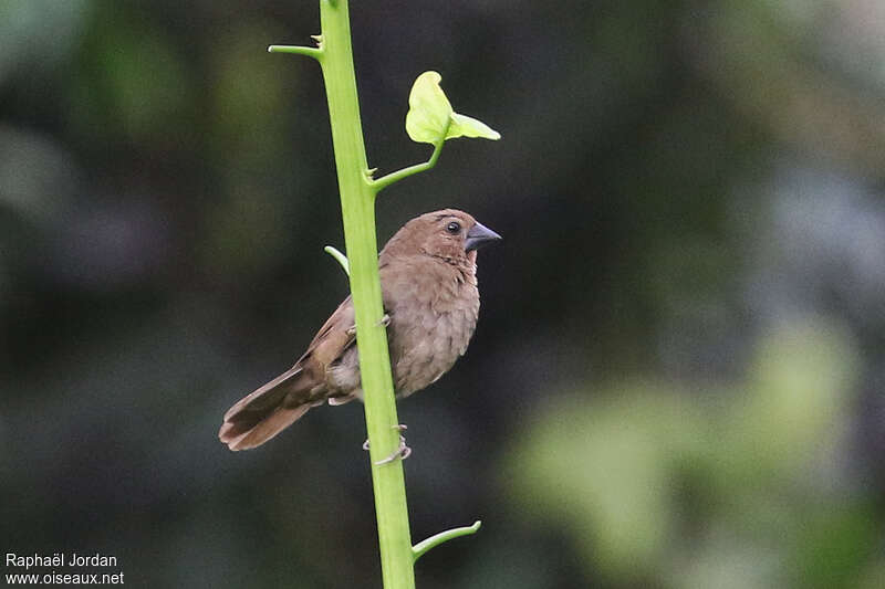 Petit Pyrénesteimmature, identification