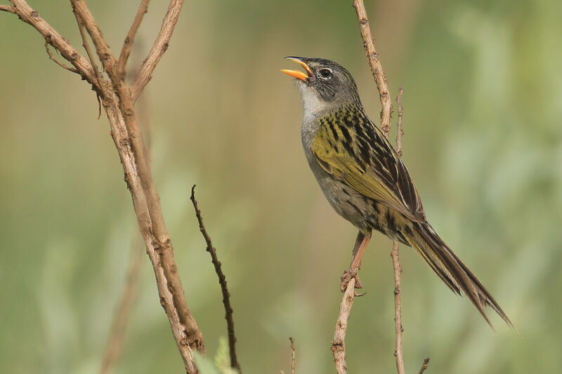 Lesser Grass Finchadult, song