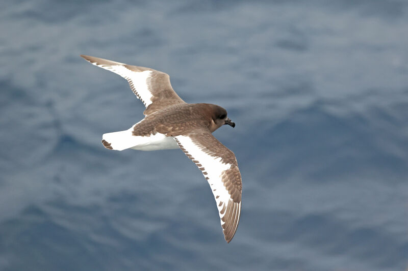 Pétrel antarctique