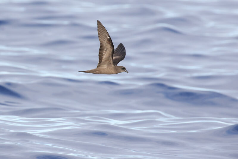 Bulwer's Petrel