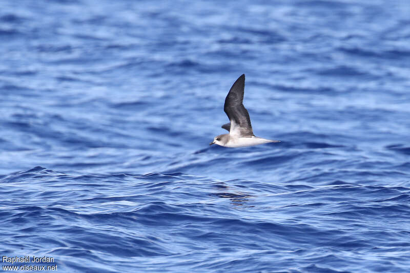 Zino's Petrel, identification