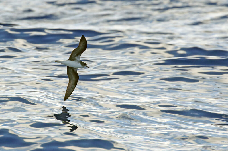 Zino's Petrel