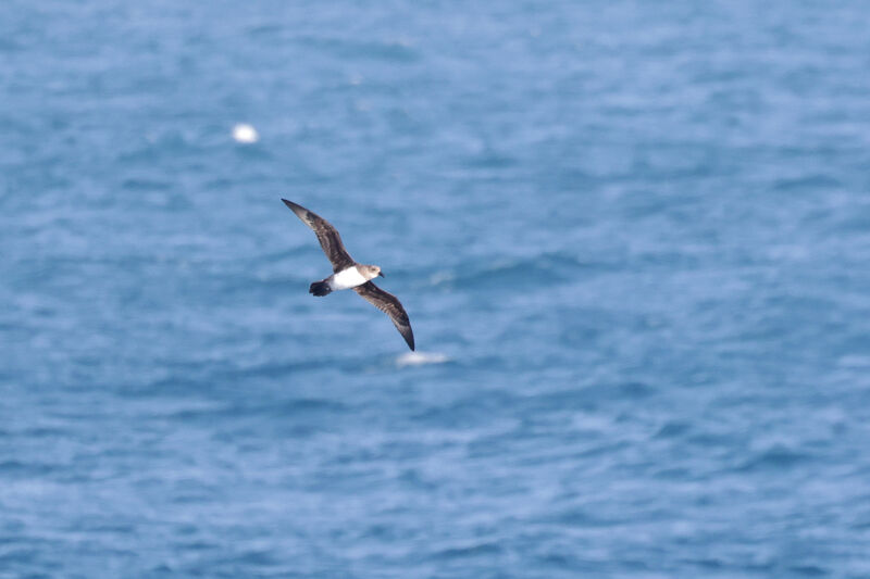 Atlantic Petrel