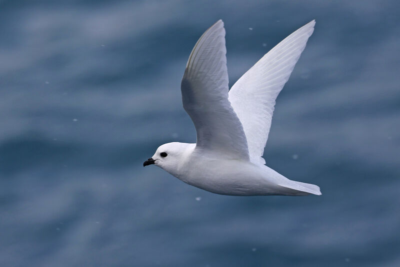 Snow Petreladult