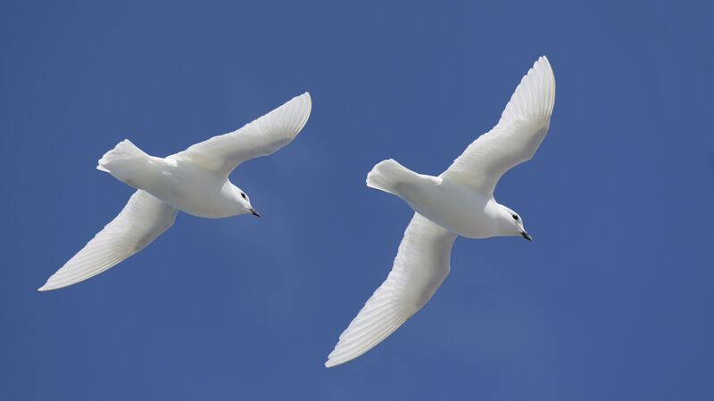 Snow Petreladult