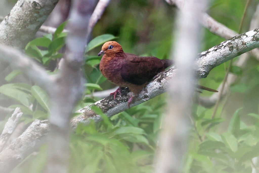 Phasianelle à tête rousseadulte