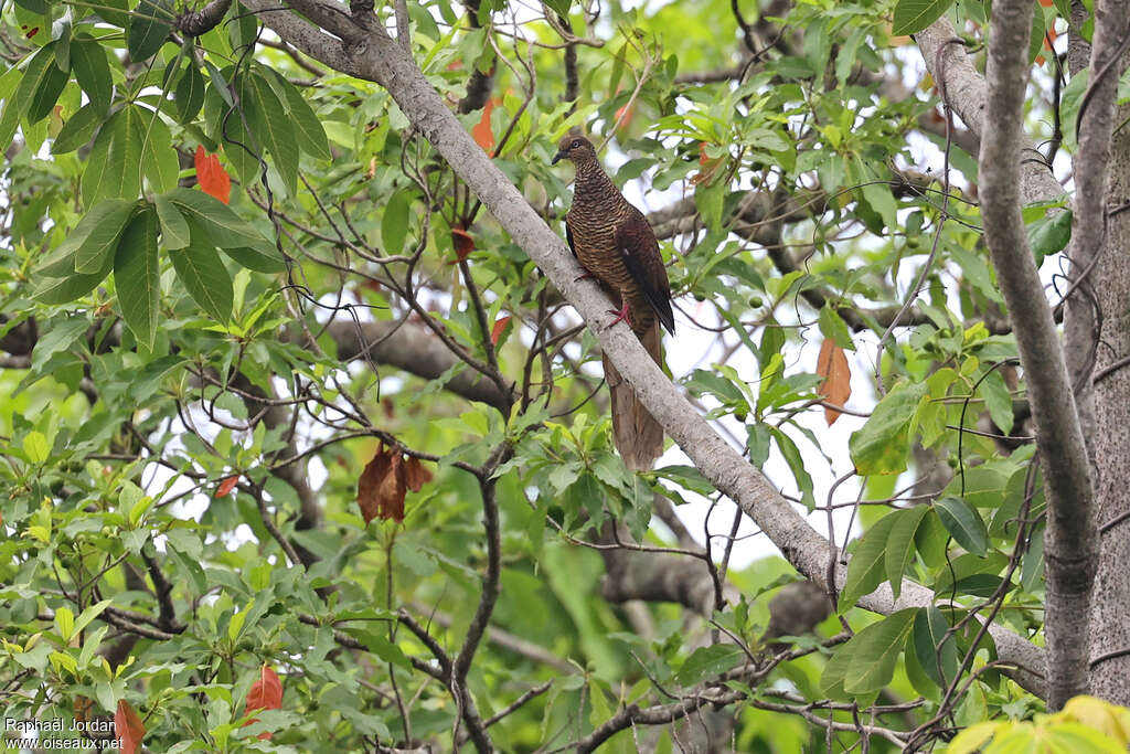 Phasianelle des Tanimbaradulte