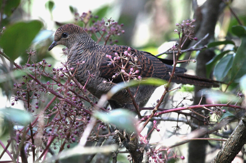 Barred Cuckoo-Doveadult