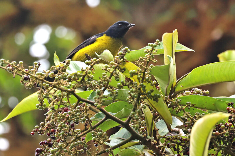 Black-and-yellow Phainoptila