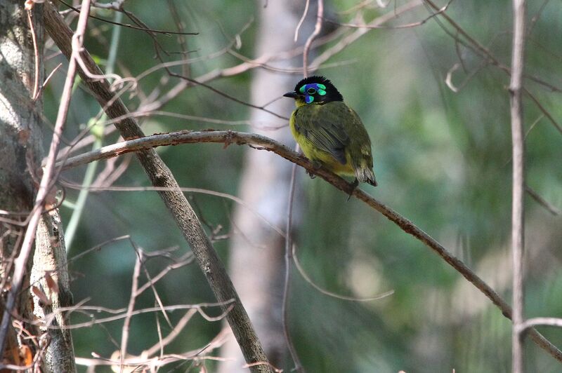 Schlegel's Asity male adult