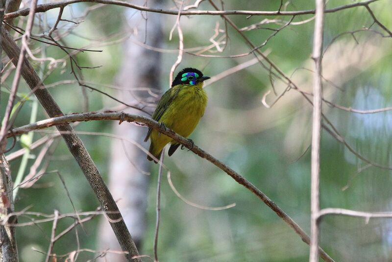 Schlegel's Asity male adult