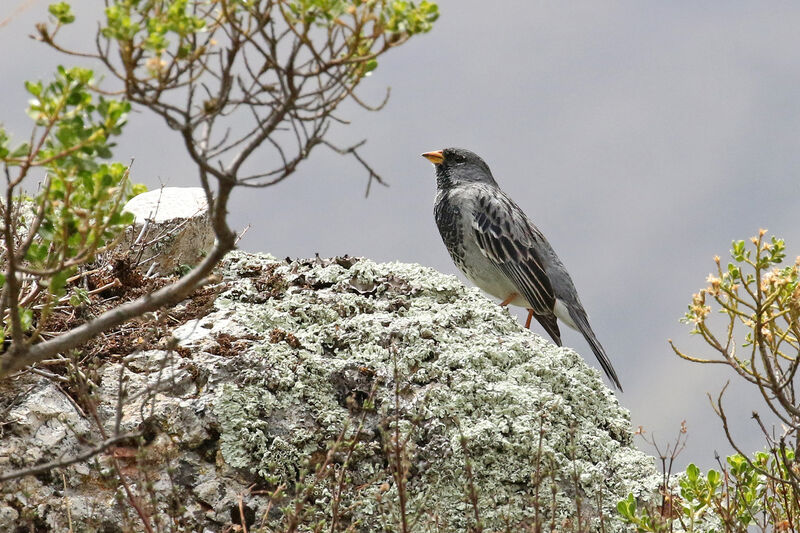 Mourning Sierra Finch male adult