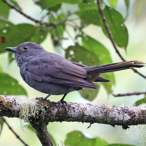 Piauhau à calotte marron