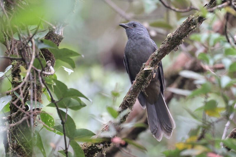 Dusky Piha