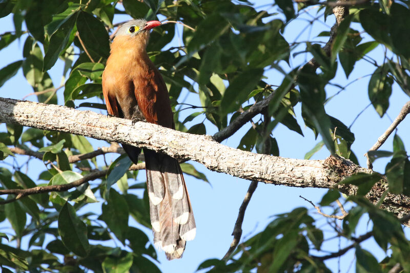 Black-bellied Cuckooadult