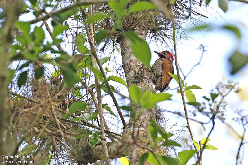 Pic à ailes bronzées mâle adulte