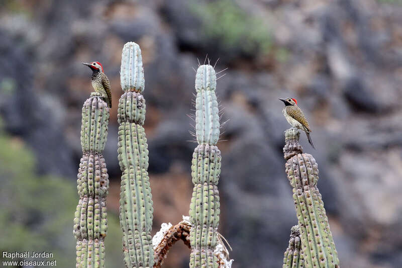 Black-necked Woodpeckeradult breeding, habitat, pigmentation