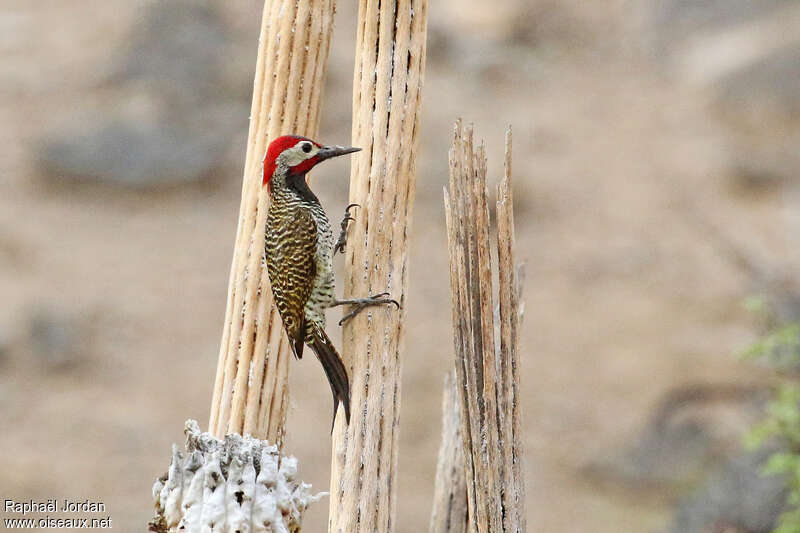 Pic à cou noir mâle adulte, identification