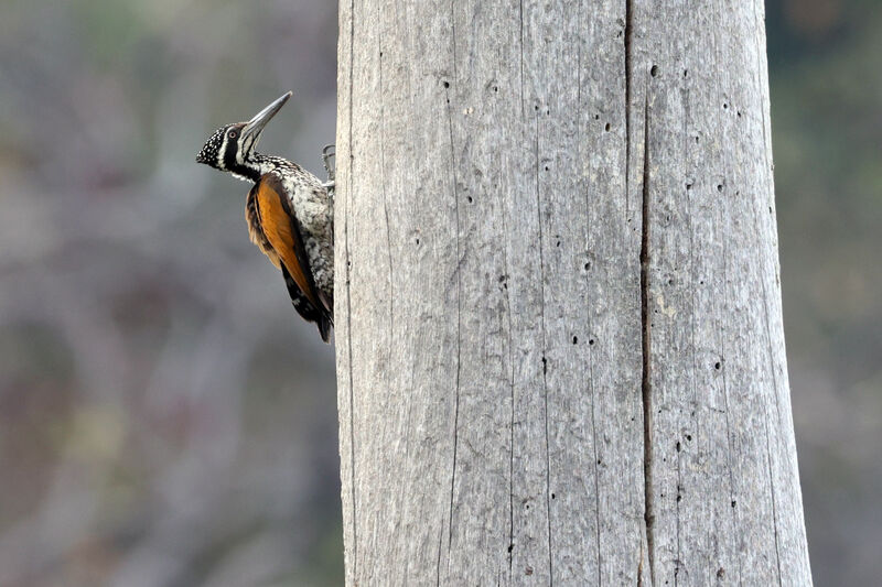 Greater Flameback female adult