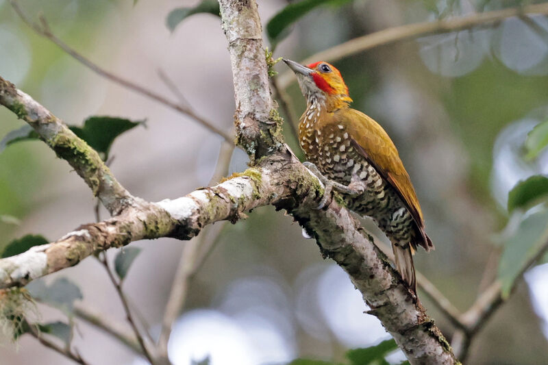 White-throated Woodpecker male adult