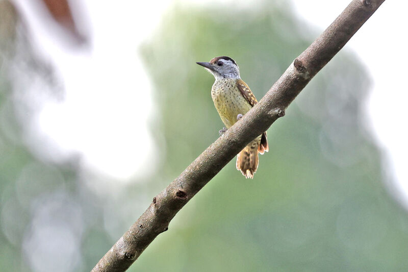 Speckle-breasted Woodpecker female adult